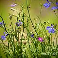 Lobelia Flowers