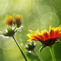 Gaillardia After The Rain