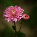 Mums In The Garden Shadows