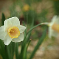 Pinhole View Of Spring Daffodils